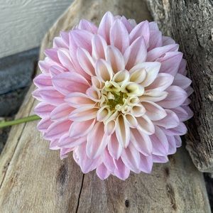 Dahlia tubers